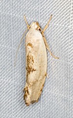 Tymbophora peltastis