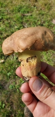 Butyriboletus brunneus