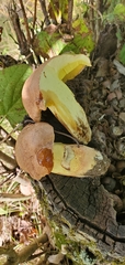 Butyriboletus brunneus
