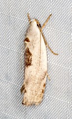 Tymbophora peltastis