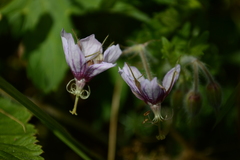 Geranium aristatum