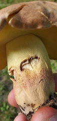 Butyriboletus brunneus