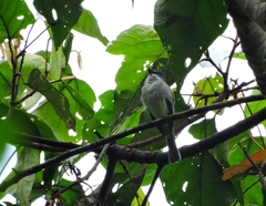 Myiopagis olallai coopmansi