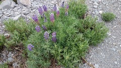 Lupinus cacuminis