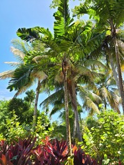 Aiphanes acanthophylla