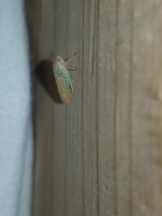 Polana quadrinotata