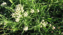Achillea alpina