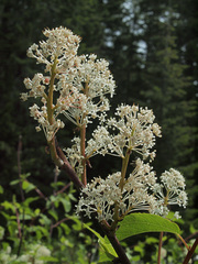 Ceanothus sanguineus