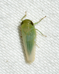 Chlorotettix viridius