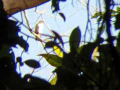 Nisaetus cirrhatus limnaeetus