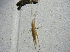 Aphonoides