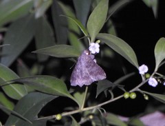Pericyma cruegeri