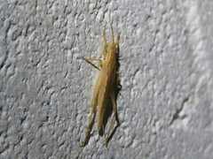 Aphonoides