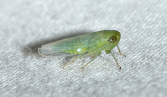 Chlorotettix viridius