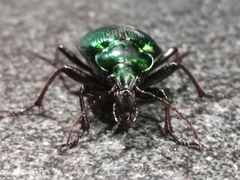 Calosoma schayeri