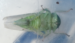 Chlorotettix viridius