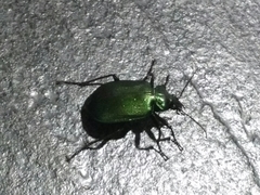 Calosoma schayeri