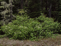 Ceanothus sanguineus
