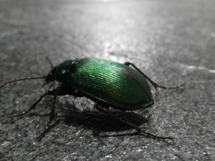 Calosoma schayeri