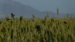 Xanthocephalus xanthocephalus