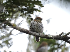 Micromonacha lanceolata