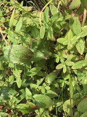 Hypericum mitchellianum