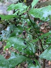 Justicia campylostemon