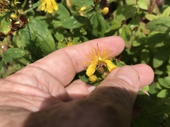 Hypericum mitchellianum