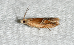 Ancylis comptana