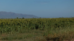 Xanthocephalus xanthocephalus