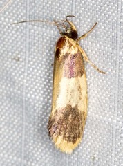 Telecrates laetiorella