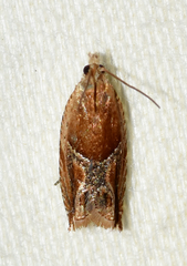 Ancylis comptana