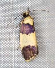 Telecrates laetiorella