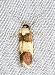 Telecrates laetiorella