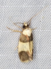 Telecrates laetiorella