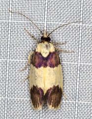 Telecrates laetiorella