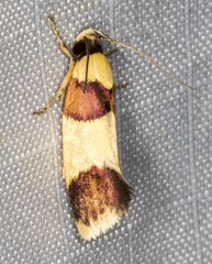 Telecrates laetiorella