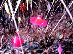 Utricularia quelchii