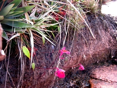 Utricularia quelchii