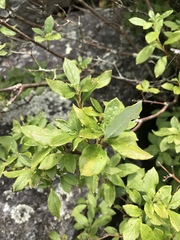 Rhododendron pilosum