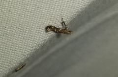 Caloptilia triadicae