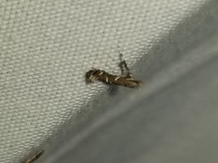 Caloptilia triadicae