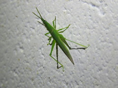 Atractomorpha similis