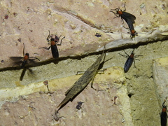 Atractomorpha similis