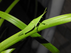 Atractomorpha similis