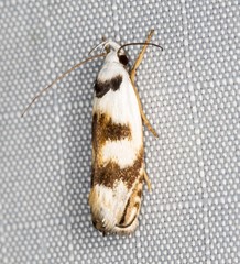 Plectophila pyrgodes