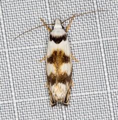 Plectophila pyrgodes