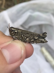 Melanoplus macclungi