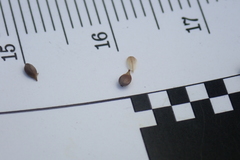 Chordorrhizae
