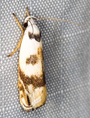 Plectophila pyrgodes